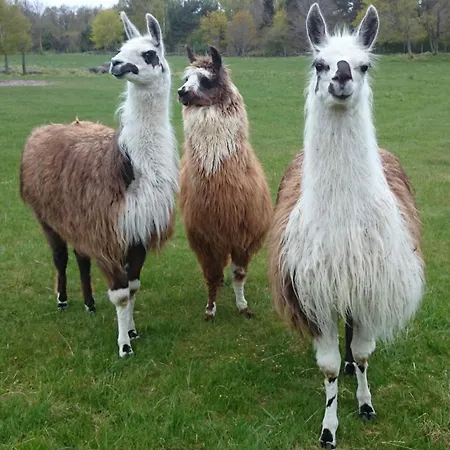 Granbergs Gaesthus Och Gaesthem Konukevi *