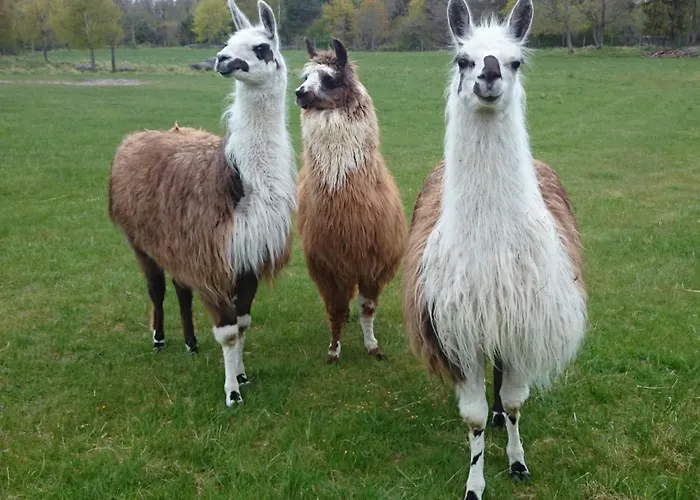 Granbergs Gaesthus Och Gaesthem Konukevi *